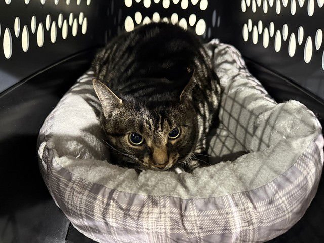 NAIEE - Domestic Short Hair available for adoption