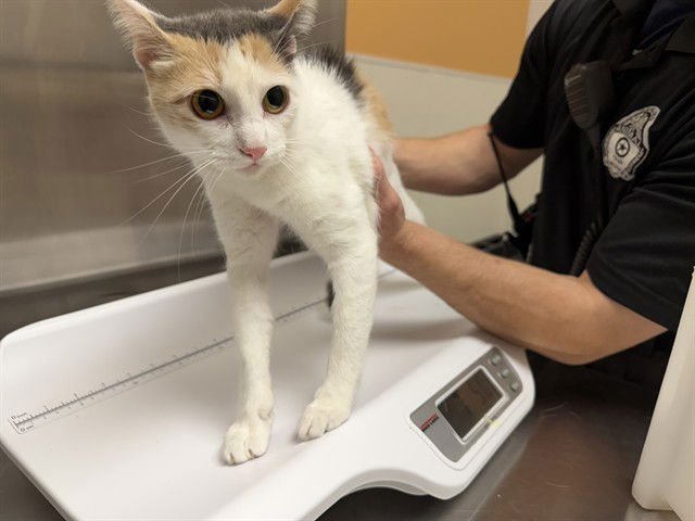 MACAROON - Domestic Short Hair available for adoption