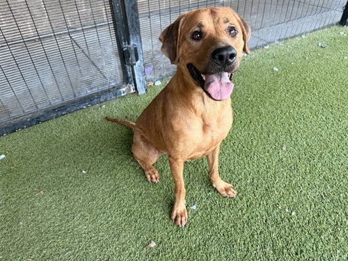 LOAF - Labrador Retriever available for adoption