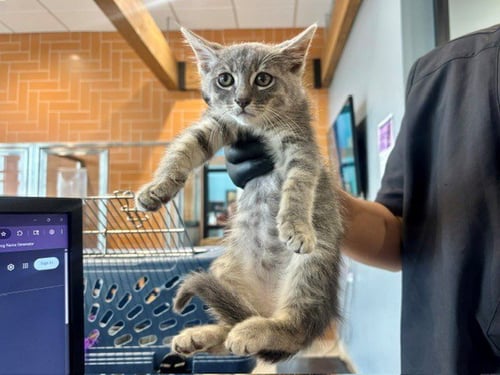 TALI - Domestic Short Hair available for adoption