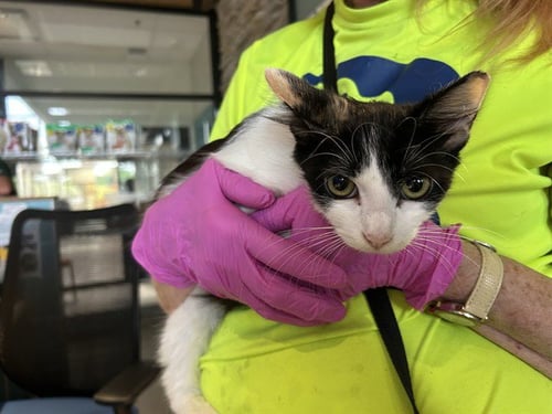 CASSANDRA - Domestic Short Hair available for adoption