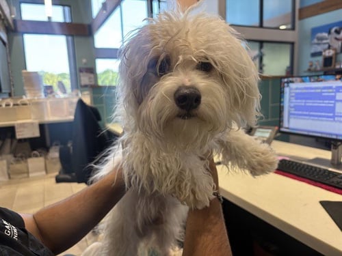 BONKERS - Maltese available for adoption