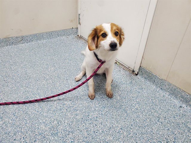 DACHSBUN - Labrador Retriever available for adoption