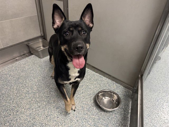 HARLEY - German Shepherd Dog available for adoption