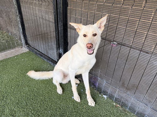 ARROW - German Shepherd Dog available for adoption