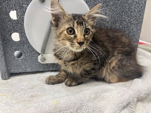ANITA NAPP - Domestic Short Hair available for adoption