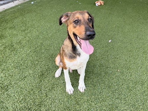 BULLSEYE - Belgian Shepherd Malinois / Collie available for adoption