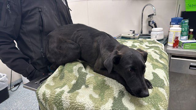 HONEYDEW - Belgian Shepherd Malinois available for adoption