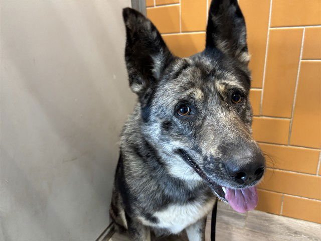 HARVEY - Australian Cattle Dog/Blue Heeler / German Shepherd Dog available for adoption