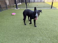 LICORICE - Photo 1