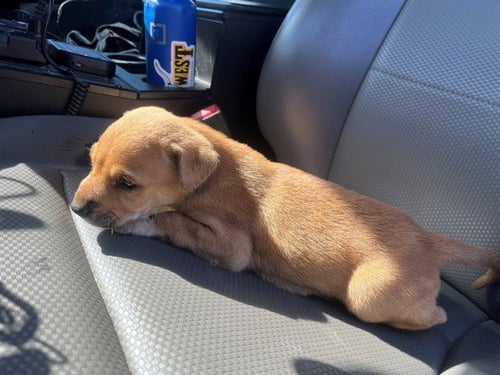 CORDUROY - Labrador Retriever available for adoption