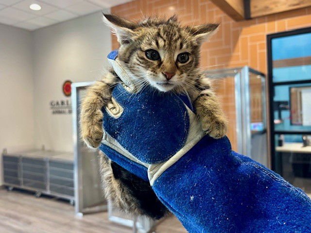 TOFU - Domestic Short Hair available for adoption