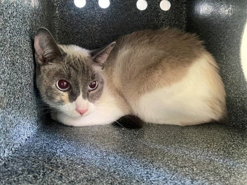 DAISY MAY - Domestic Short Hair for adoption in Garland