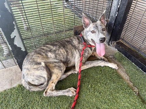 STORMY - Siberian Husky available for adoption