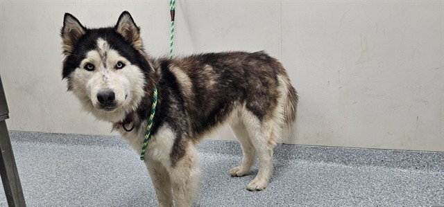 LOBO Image