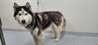 LOBO - Photo 1
