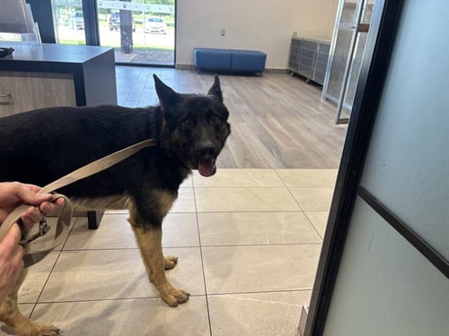 JARVIS - German Shepherd Dog available for adoption