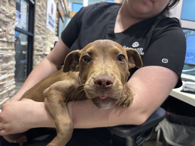 MINI - Pit Bull Terrier / Labrador Retriever available for adoption