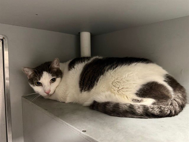 VICTOR - Domestic Short Hair available for adoption