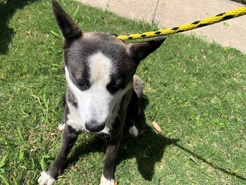 ARROW - Siberian Husky available for adoption