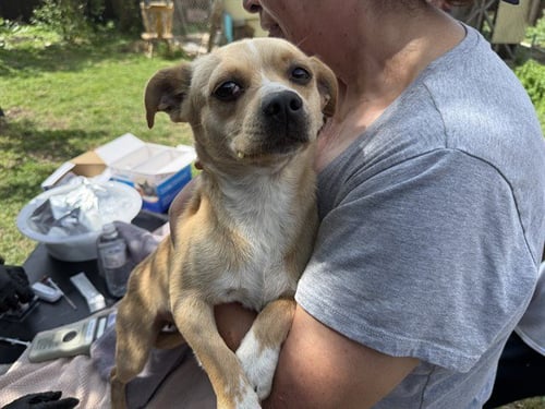 BULLY - Chihuahua available for adoption