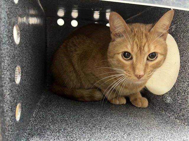 MURPHY - Domestic Short Hair available for adoption