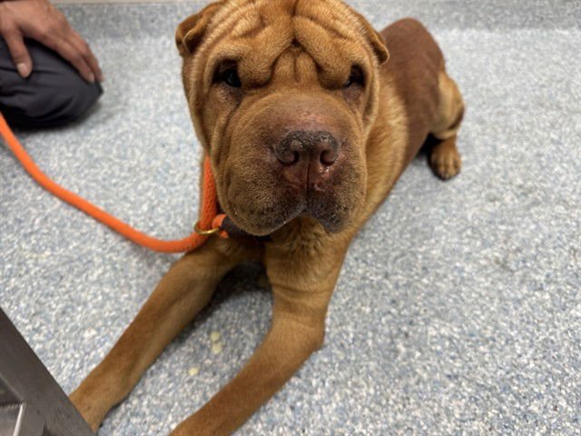 MARTIN - Chinese Shar-Pei available for adoption