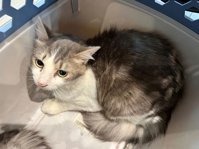 STORMY - Domestic Long Hair available for adoption