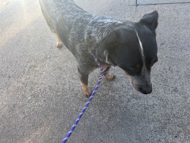 COWBOY - Australian Cattle Dog/Blue Heeler available for adoption