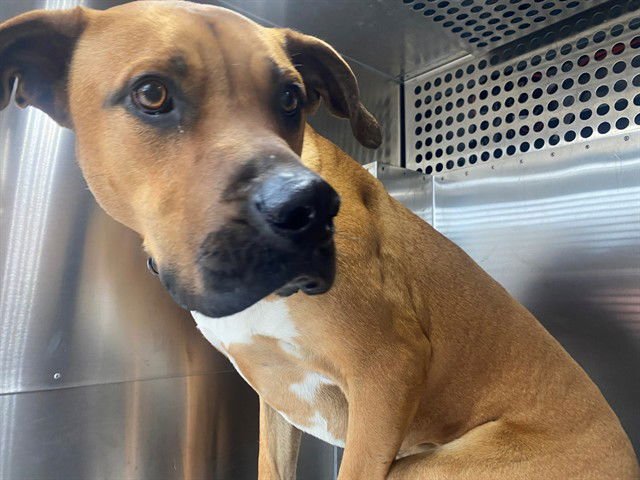 PACO - Boxer available for adoption