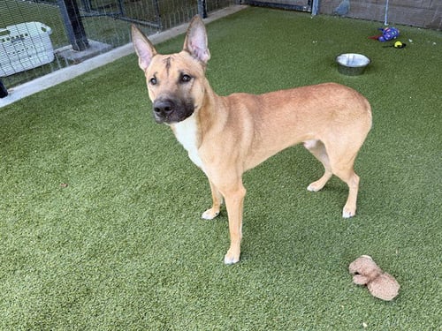 HAAS - German Shepherd Dog available for adoption