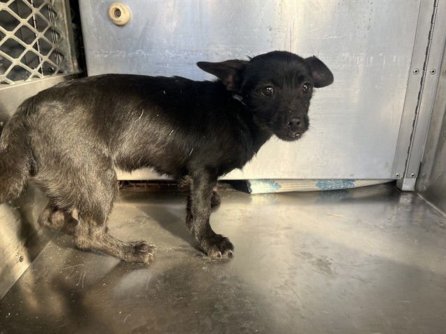 NUGGET - Rat Terrier available for adoption