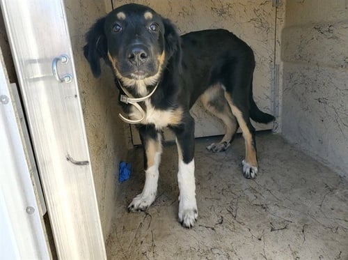 BANSHEE - German Shepherd Dog available for adoption