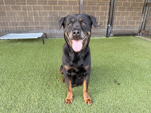 RANDY - Rottweiler for adoption in Garland