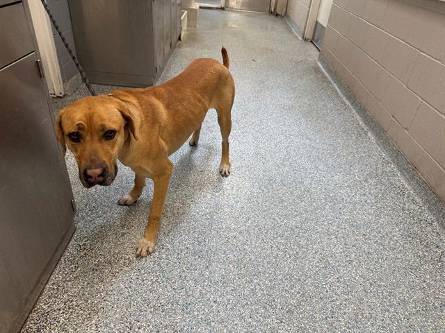 CORNELIUS - Rhodesian Ridgeback available for adoption