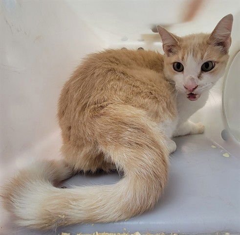 TANAMABLE - Domestic Short Hair available for adoption