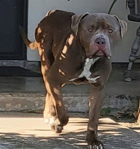 LECHUGAS - Pit Bull Terrier available for adoption