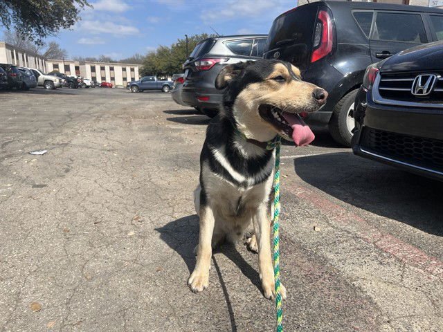 TROY - German Shepherd Dog available for adoption