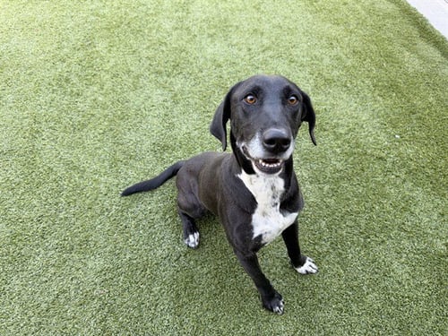 COCO - Labrador Retriever available for adoption