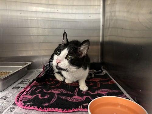 MOLLY - Domestic Short Hair available for adoption