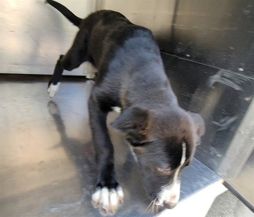 DWUENDA - Labrador Retriever available for adoption