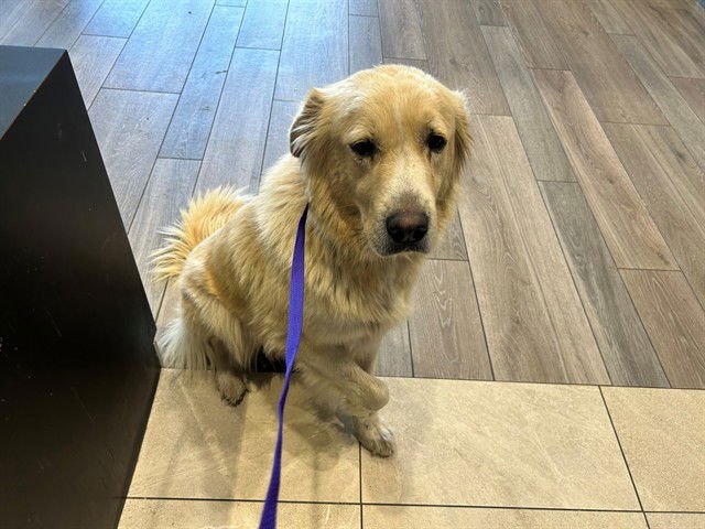 ARROZ CON LECHE* - Great Pyrenees available for adoption