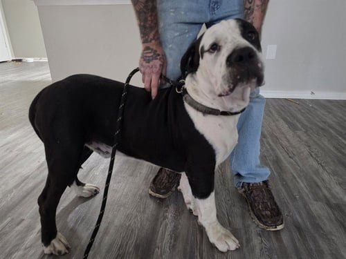 OX - American Staffordshire Terrier available for adoption
