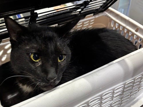 JOJO - Domestic Short Hair available for adoption