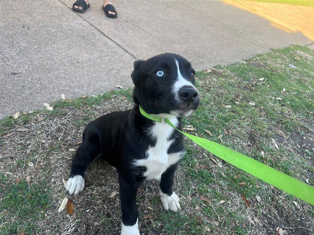 FANDANGO - Siberian Husky available for adoption