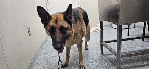 STRYKER - German Shepherd Dog available for adoption