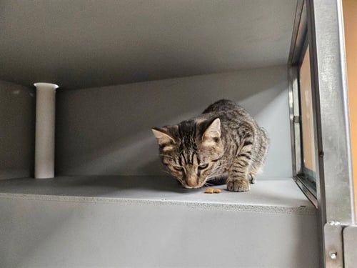ASTROID - Domestic Short Hair available for adoption