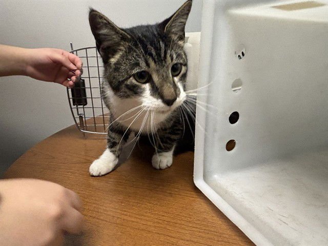 SPOTTY - Domestic Short Hair available for adoption