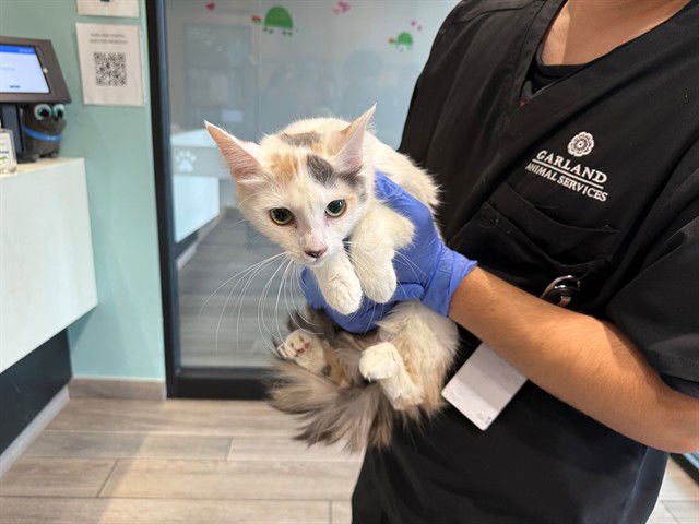 WILLOW - Domestic Long Hair available for adoption