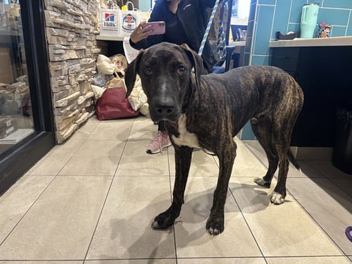 AUGUST - Pit Bull Terrier / Labrador Retriever available for adoption
